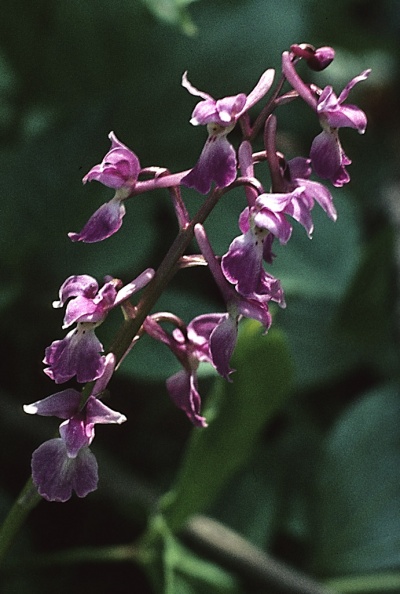 Orchid-Early-Purple-mw036.jpg