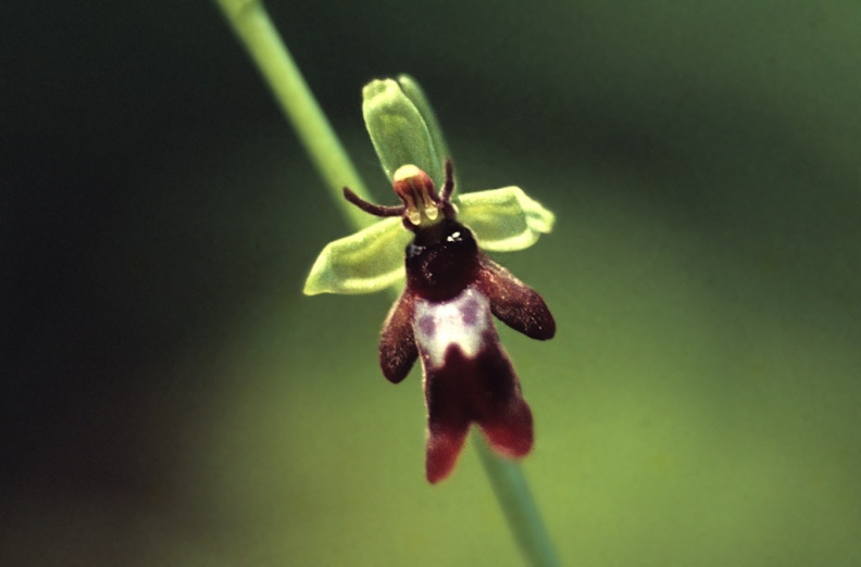 Orchid-Fly-MW138.jpg