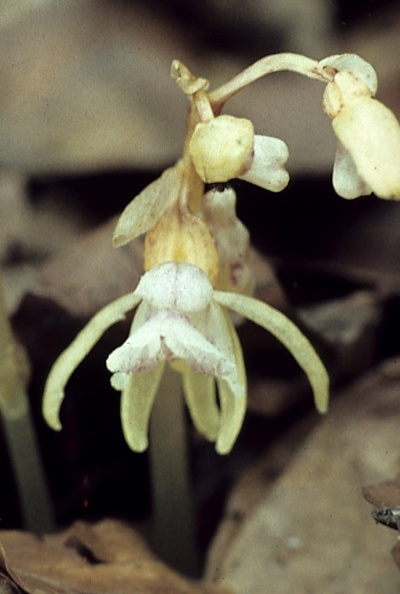 Orchid-Ghost-mw042.jpg