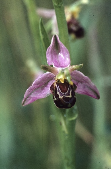 Orchid-Bee-mw033.jpg