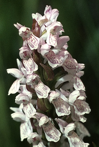 Orchid-Early-Marsh-mw020.jpg