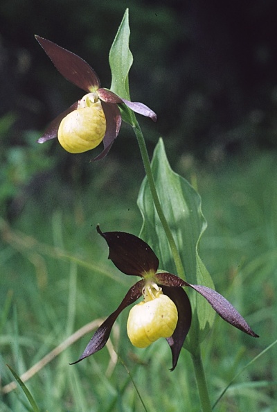 Orchid-Ladys-Slipper-mw001.jpg