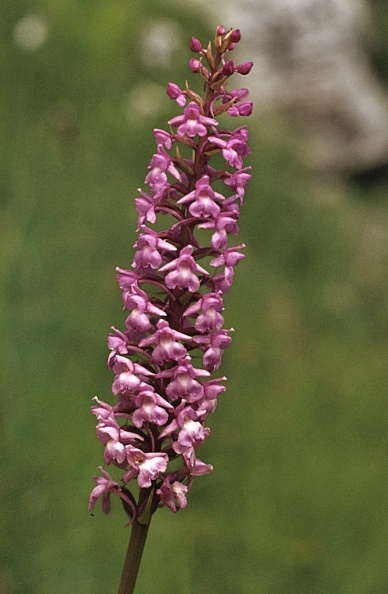 Orchid-Fragrant-MW139.jpg