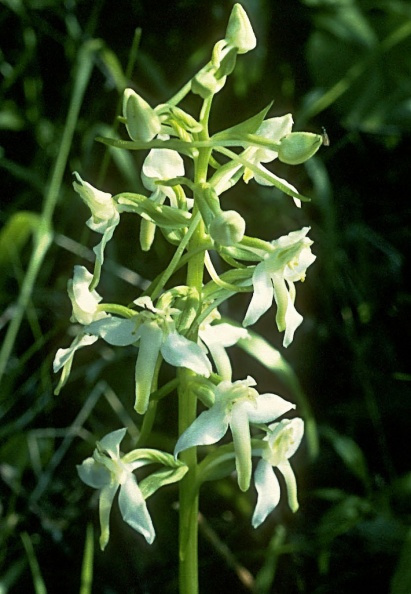 34di206-rw-butterfly-orchid.jpg