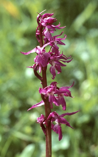 Orchid-Loose-Flowered-mw022.jpg