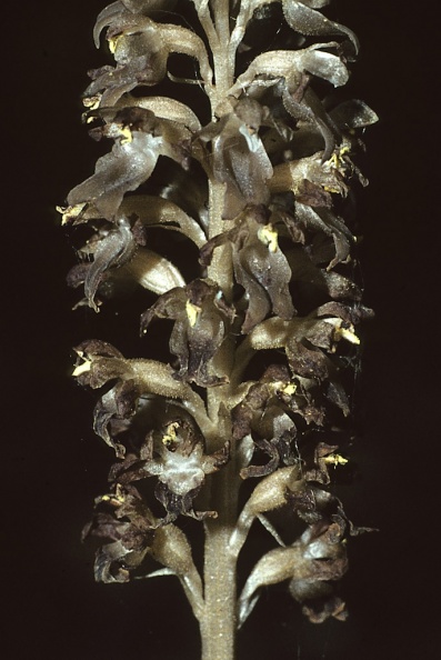 Orchid-Birds-Nest-MW149.jpg