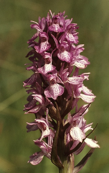 Orchid-Southern-Marsh-mw021.jpg